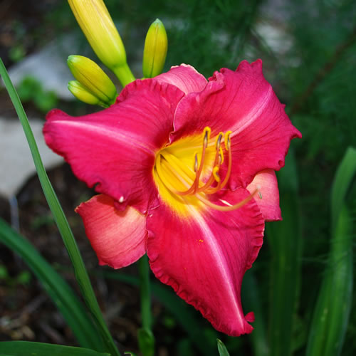 Hemerocallis Longlesson Showoff